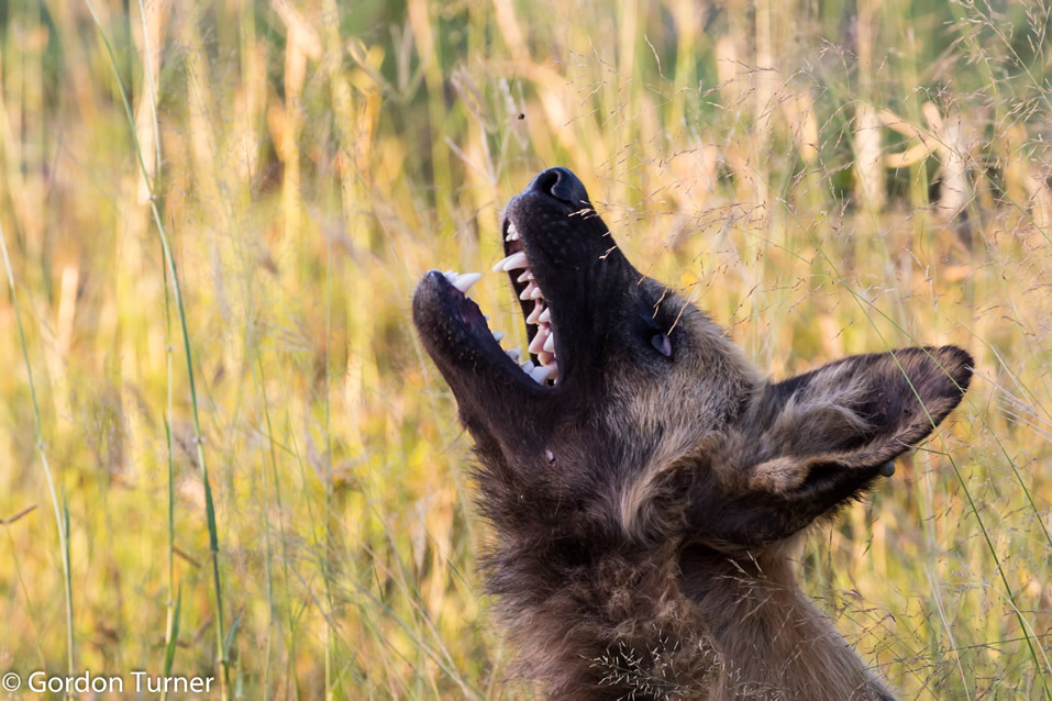 <h2>The Best of South Africa Escorted 2019</h2>Kruger Safari, Cape Town, the Winelands & Garden Route | 14 Nights | 5 Rounds | February 23 - March 9